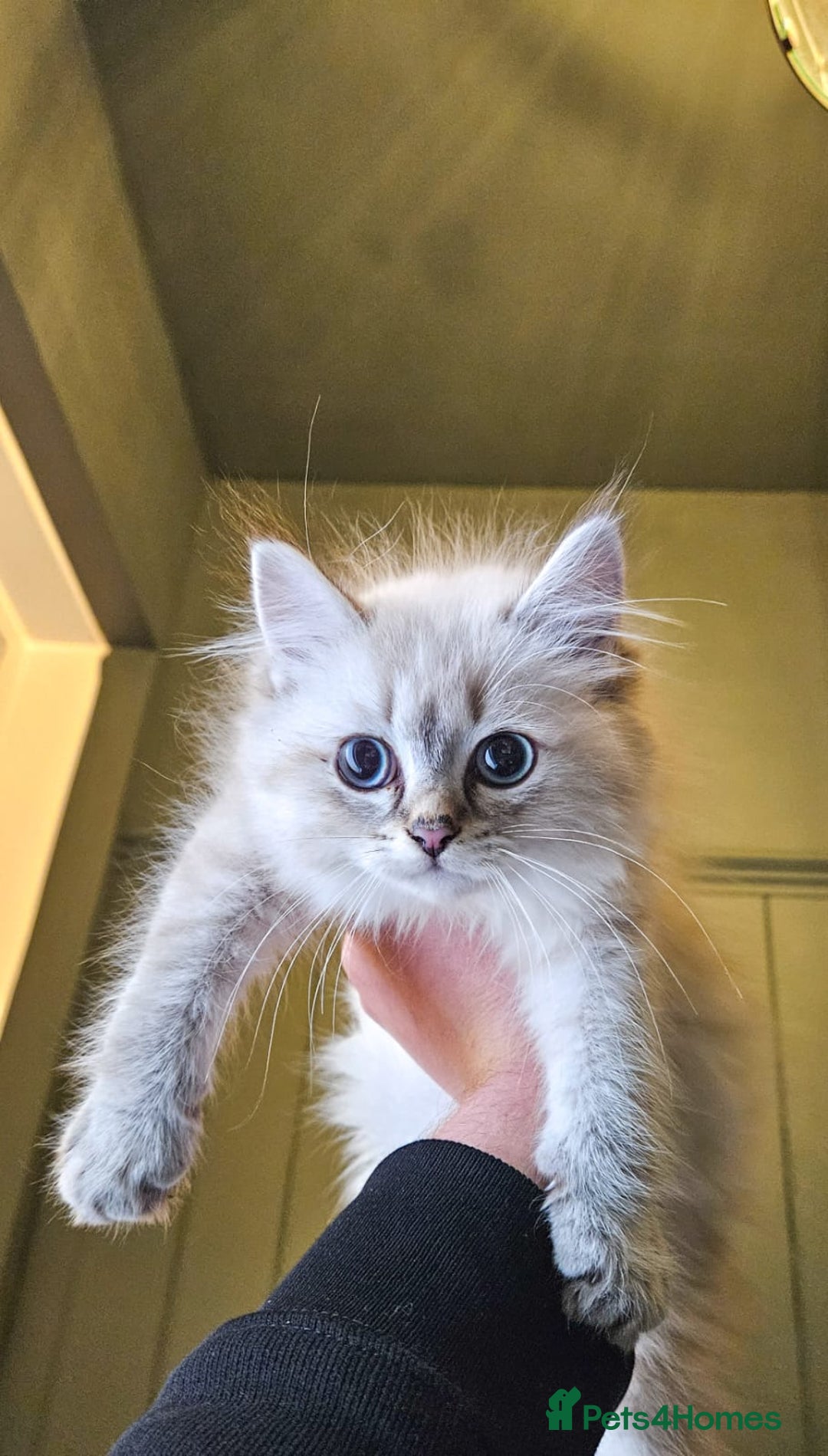 Siberian cats for sale: Gorgeous Pure Siberian Kittens For Sale  - Image 9