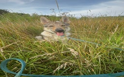 Saarloos Wolfdog dogs for sale: Noodle - Image 7