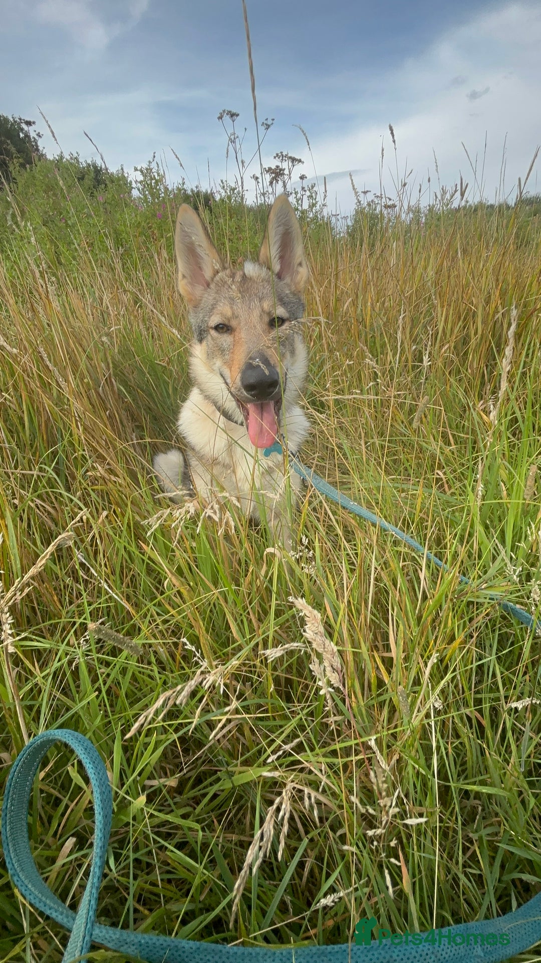 Saarloos Wolfdog dogs for sale: Noodle - Image 7