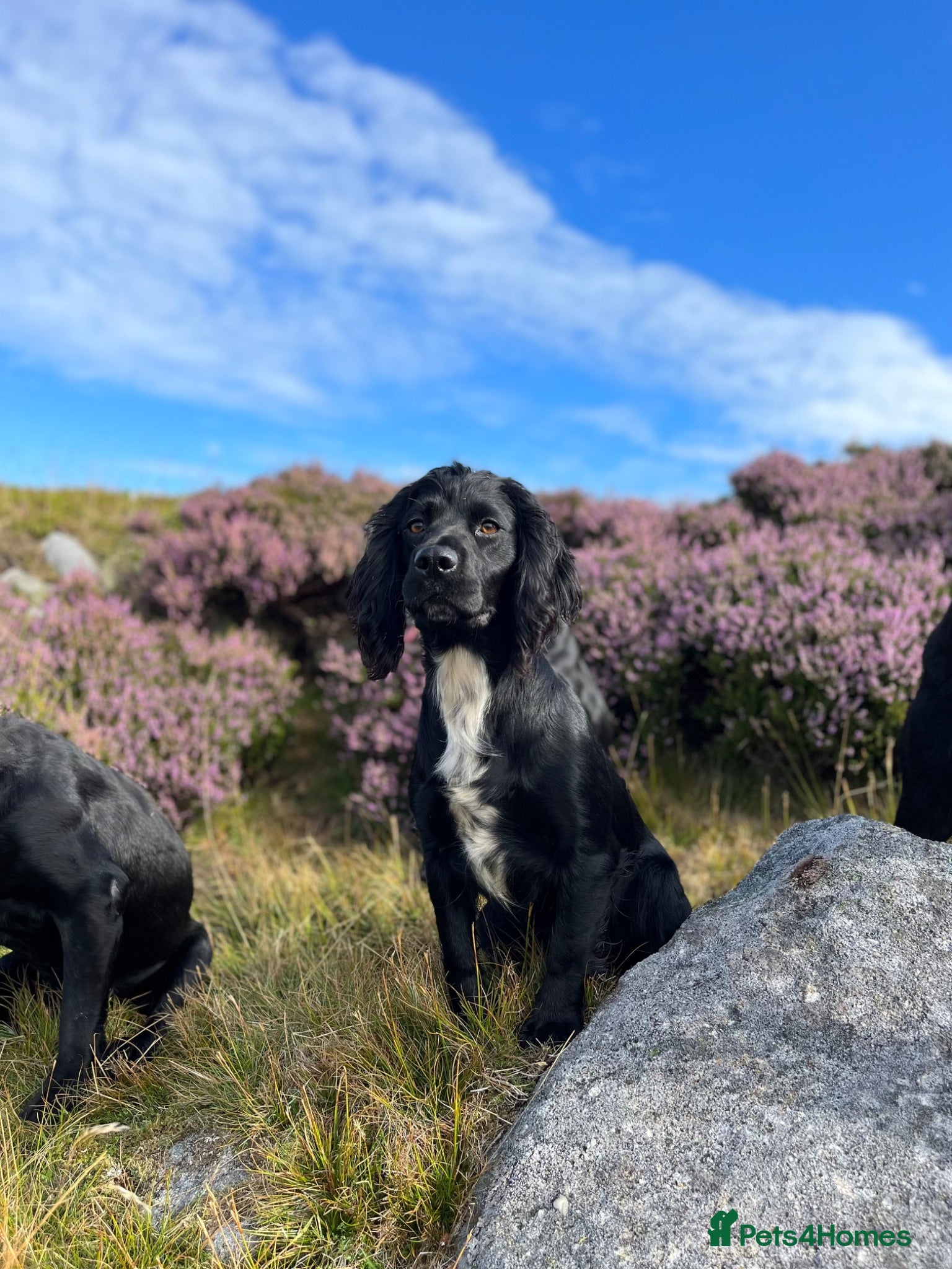 Cocker Spaniel dogs Working bred cocker spaniel pups  - Advert 2