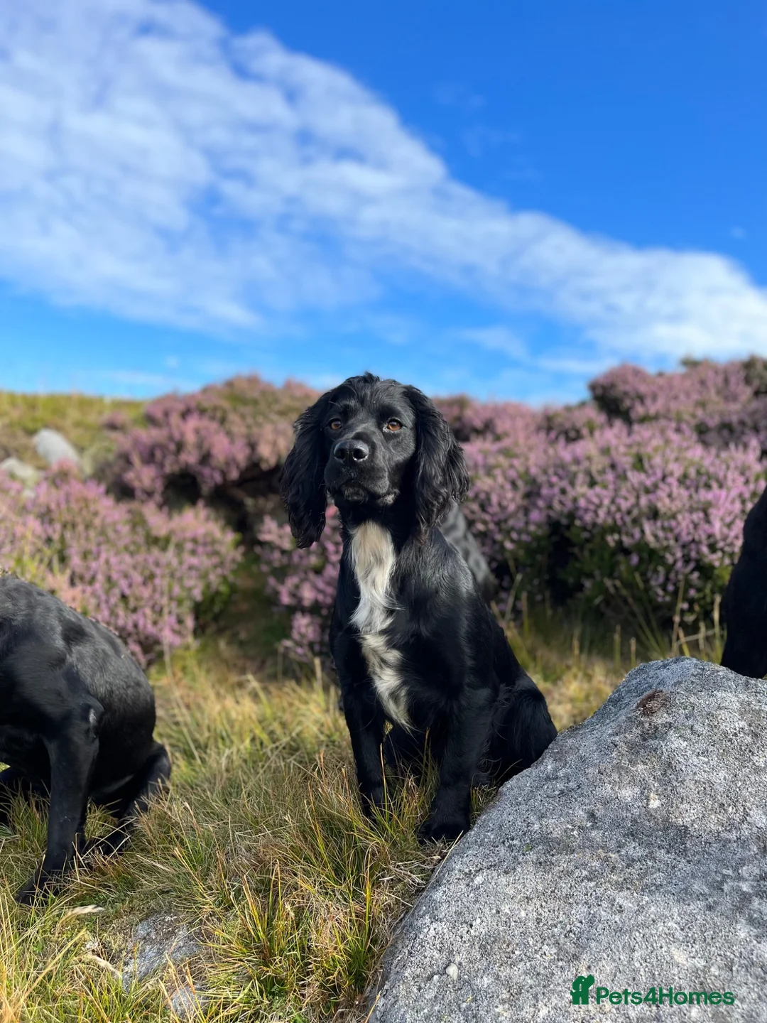 Cocker Spaniel dogs for sale: Working bred cocker spaniel pups  - Advert 1