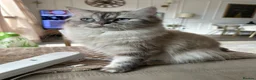 Ragdoll cats for sale: Gorgeous Ragdoll Lynx Point Female - Advert 2