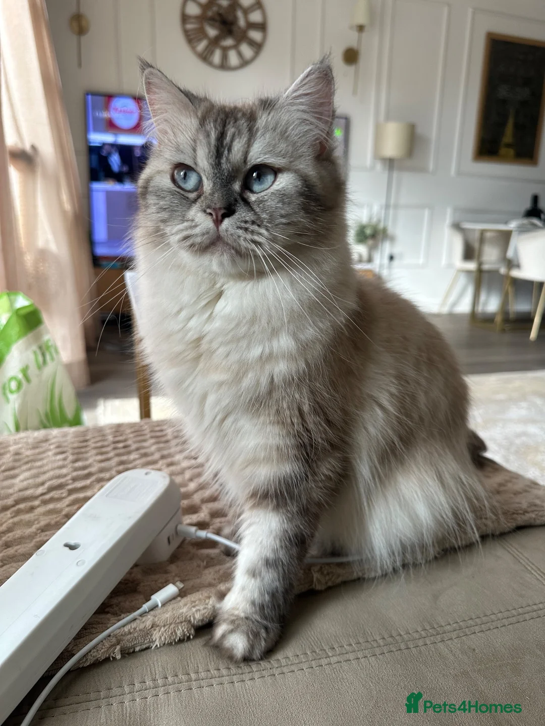 Ragdoll cats for sale: Gorgeous Ragdoll Lynx Point Female - Advert 2