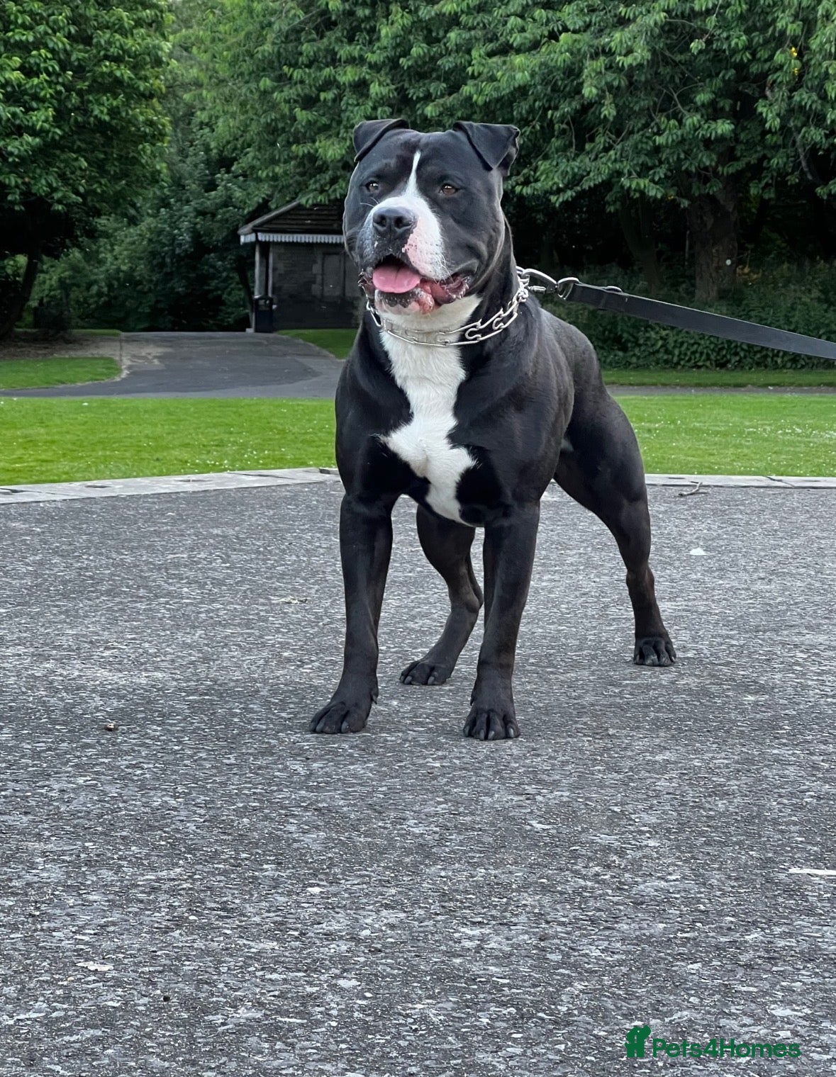 Mixed Breed dogs for sale: American bully  **  - Advert 6