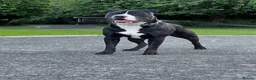 Mixed Breed dogs for sale: American bully  **  in Heckmondwike - Advert 1