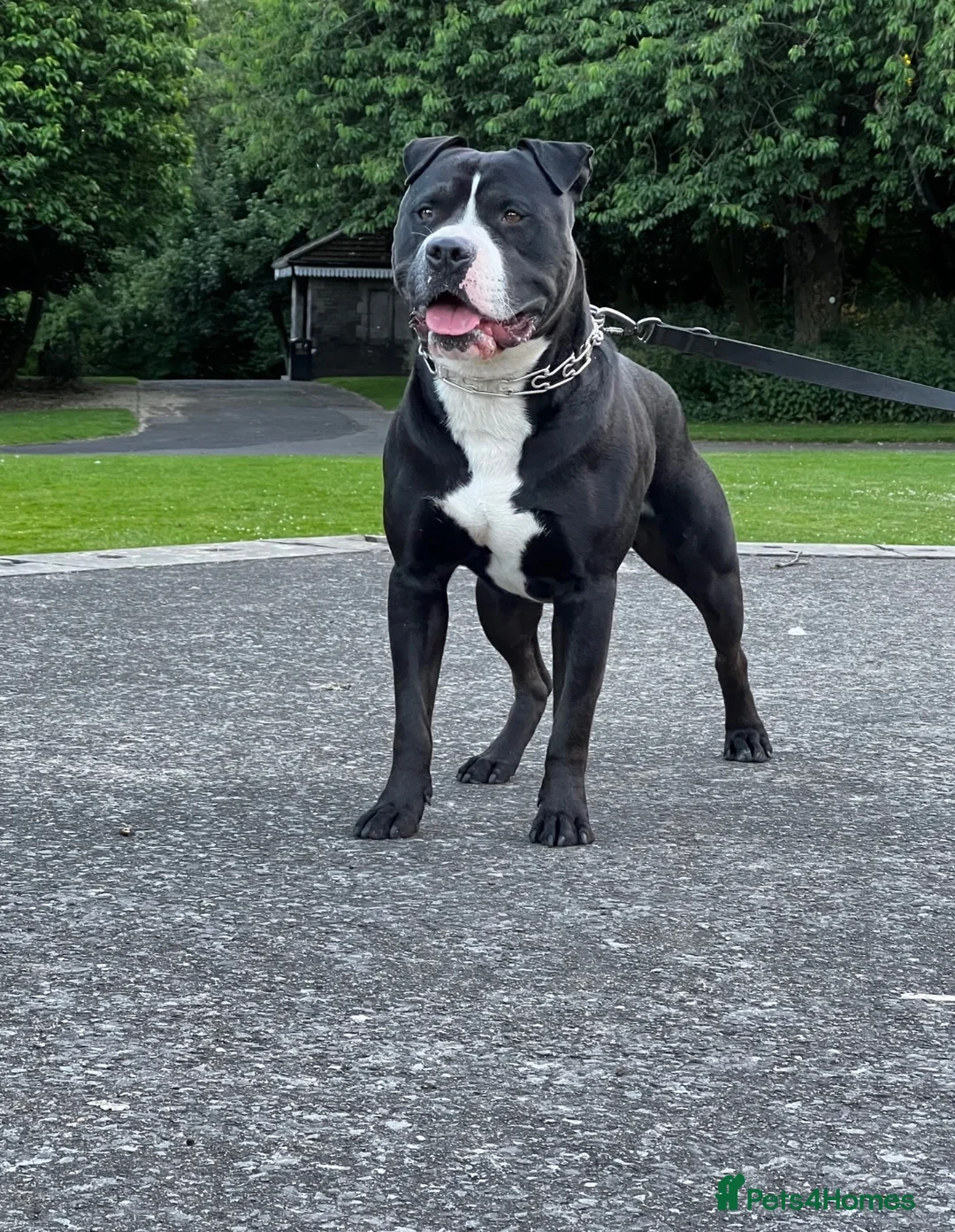 Mixed Breed dogs for sale: American bully  **  in Heckmondwike - Advert 1