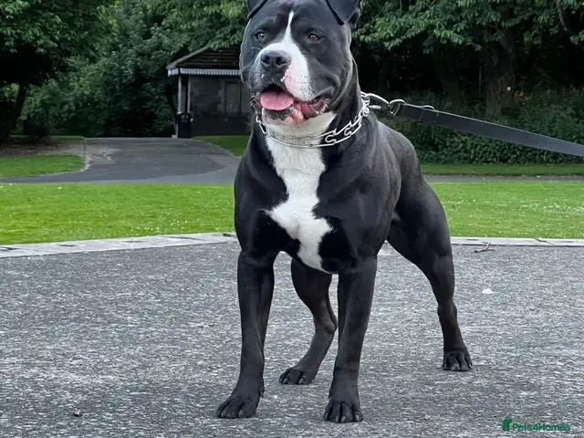 Mixed Breed dogs for sale: American bully ** - Advert 2