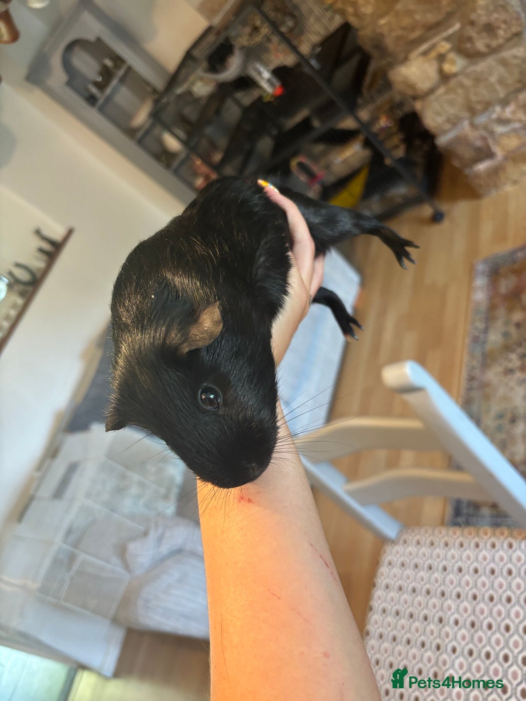 Guinea Pig rodents for sale: 2 Black Guinea Pigs Boars - Advert 4