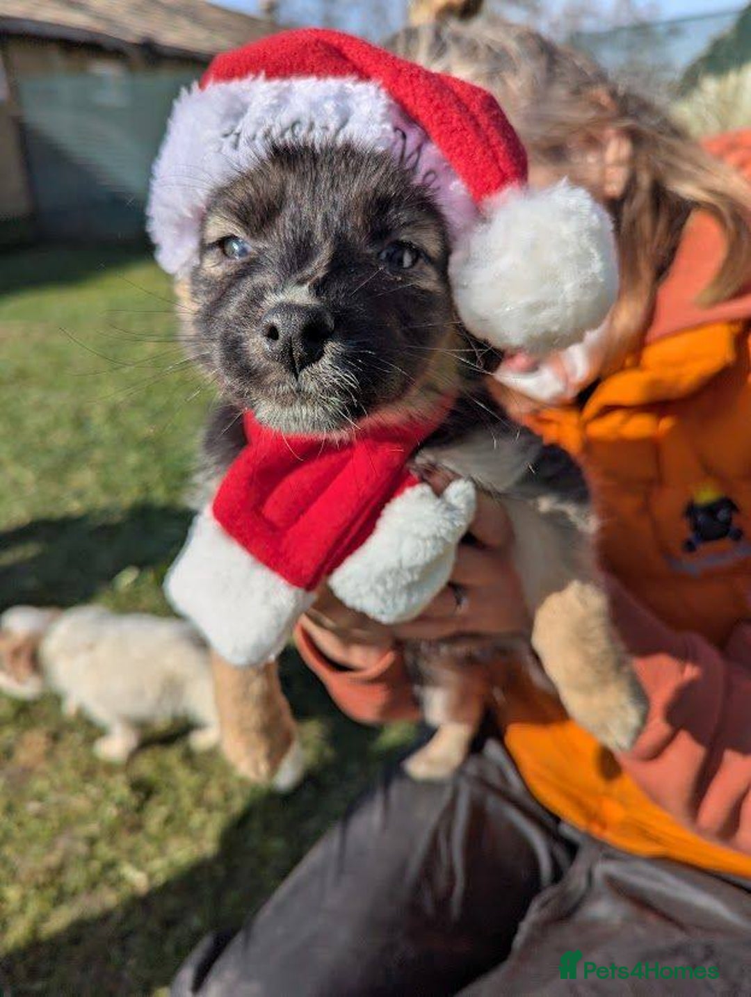 Mixed Breed dogs for adoption: Pocahontas for adoption - Advert 4