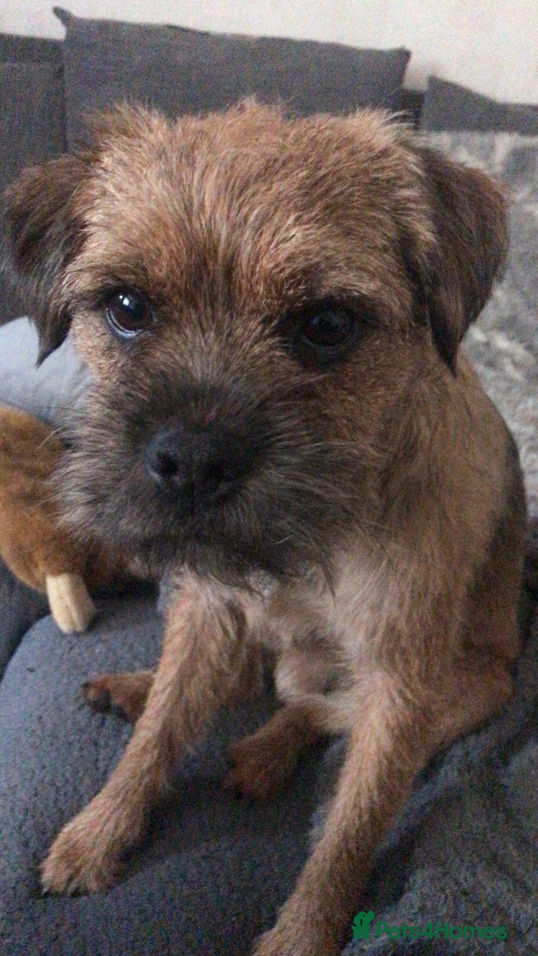 Border Terrier dogs for stud: Gorgeous proven KC Border Terrier at stud in Royston - Advert 2