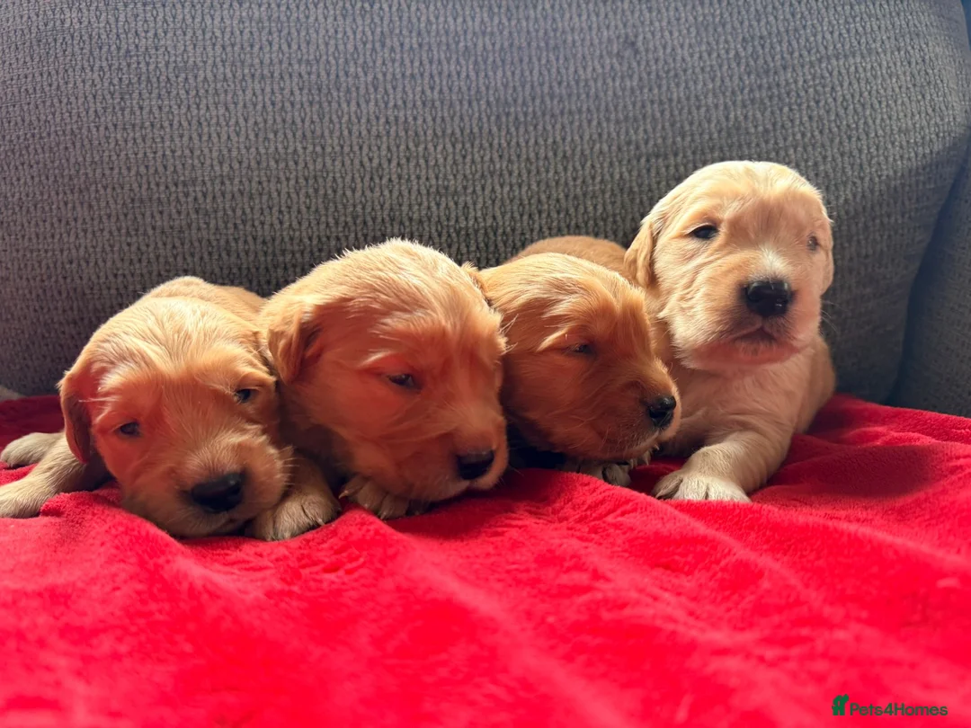 Golden Retriever dogs for sale: Health Tested Gold/Red KC Golden Retriever Puppies - Advert 5