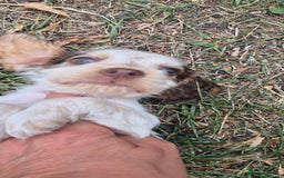 Cocker Spaniel dogs for sale: Beautiful Show Cocker Girl ready NOW  - Image 10
