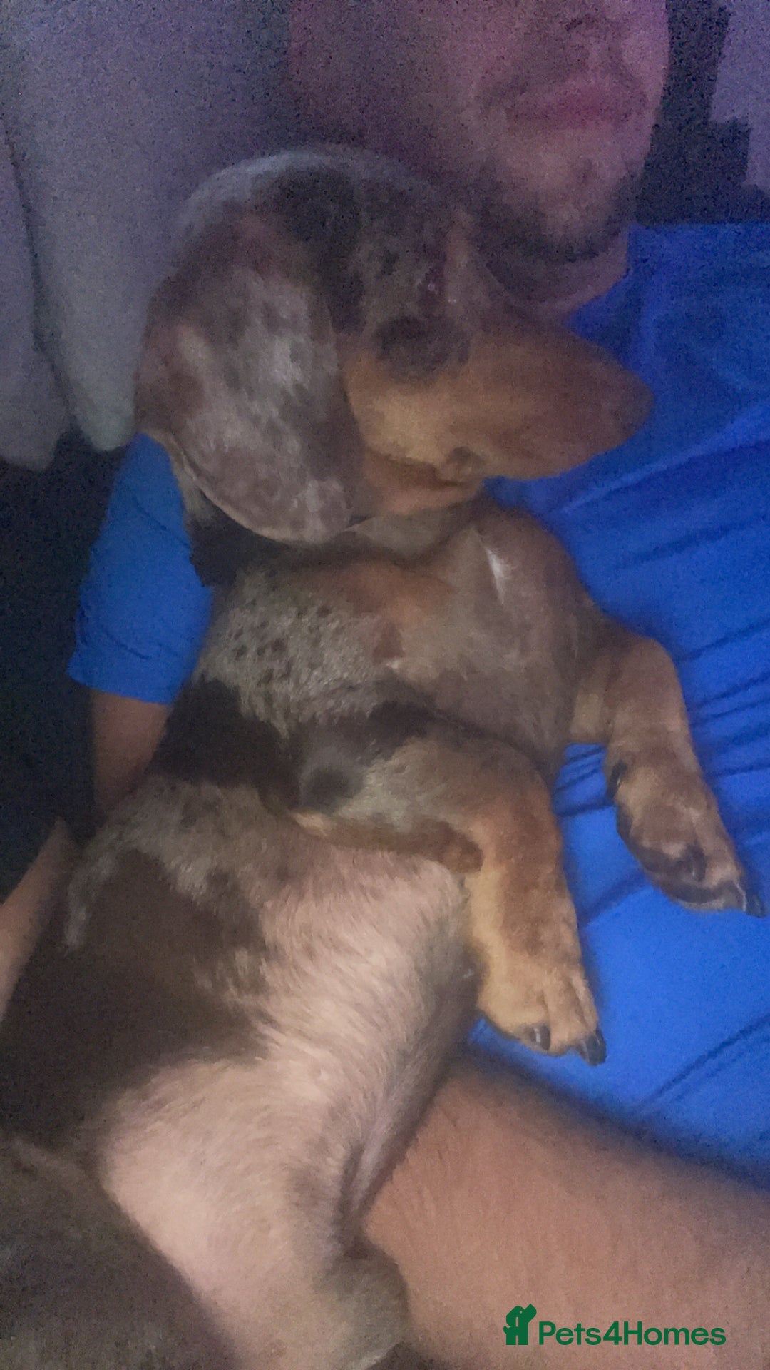 Dachshund dogs for sale: Miniture daschaund - Advert 2