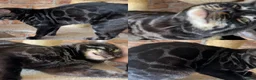 Bengal cats for sale: Retired breeding adults req. purrever pet homes 🐆 in Scunthorpe - Advert 3