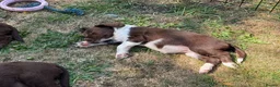 English Springer Spaniel dogs for sale: Springer Spaniel Puppies  - Advert 17