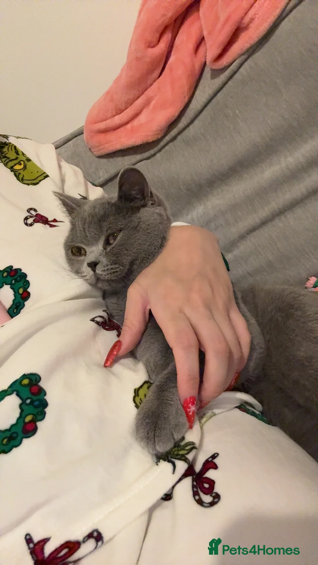 British Shorthair cats for sale: British shorthair female - Advert 2