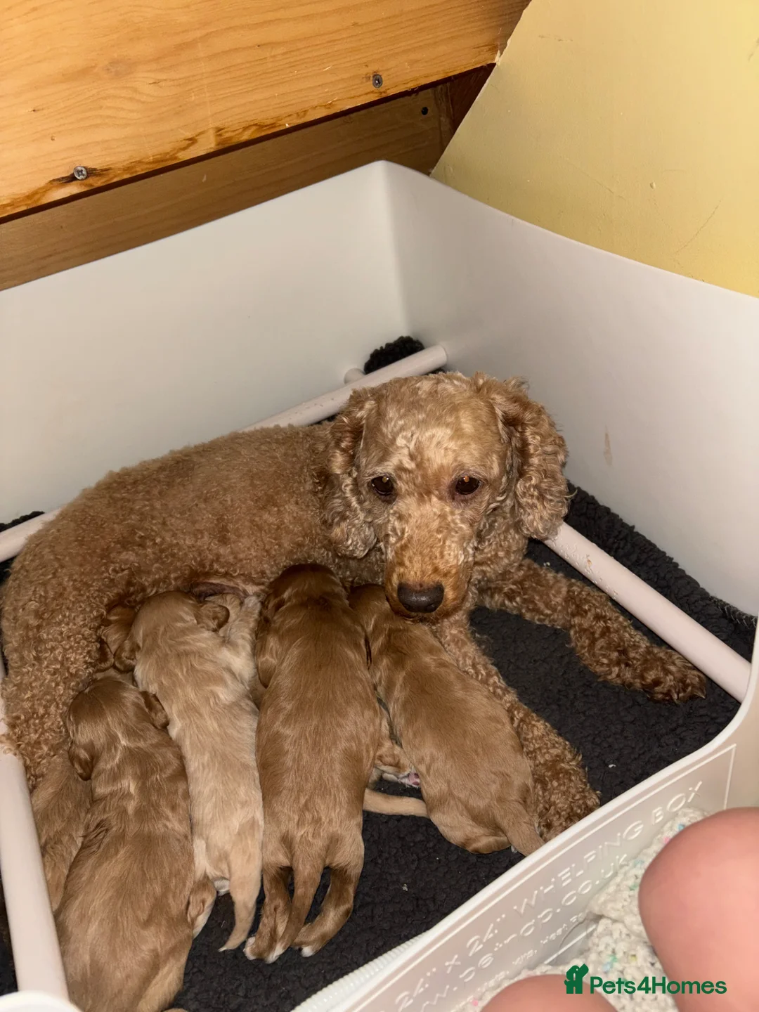 Cavapoo dogs for sale: F1 cavapoo in Gravesend - Advert 1