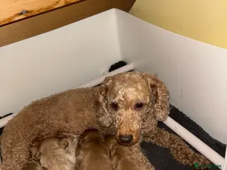 Cavapoo dogs F1 cavapoo - Advert 5