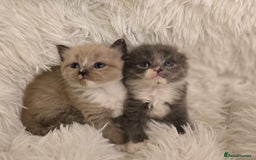 Scottish Fold cats for sale: Beautiful Scottish fold babies - Image 1