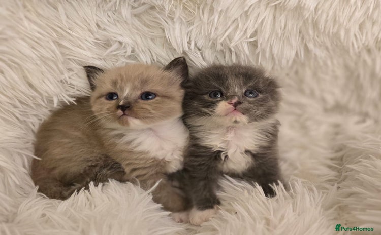 Scottish Fold cats - Advert 1