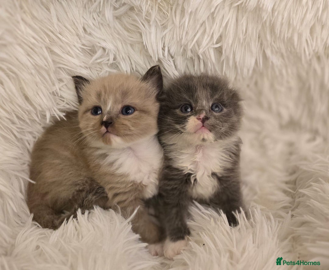 Scottish Fold cats for sale: Beautiful Scottish fold babies - Image 1