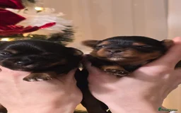 Yorkshire Terrier dogs for sale: Miniature yorkshire terrier puppy - Advert 4