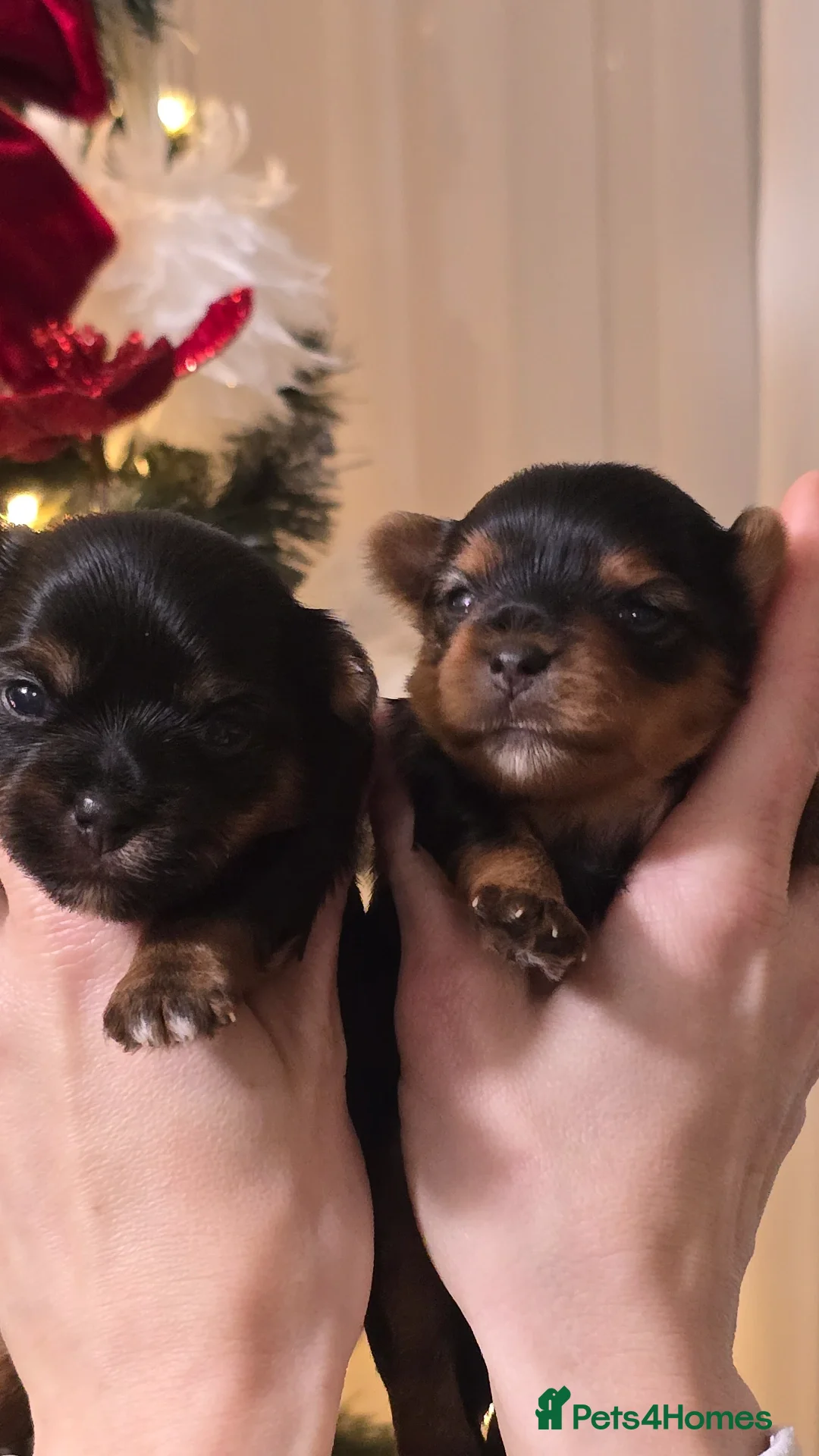 Yorkshire Terrier dogs for sale: Miniature yorkshire terrier puppy - Advert 4