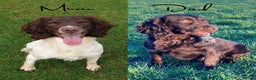 Sprocker dogs for sale: ⭐️Fully Health Tested F1 Sprocker Spaniel Puppies - Advert 10