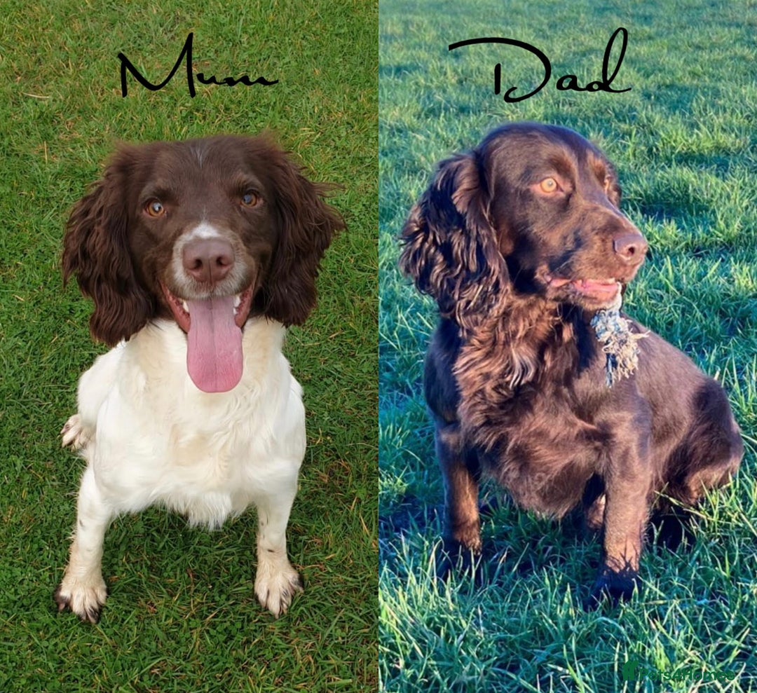 Sprocker dogs for sale: ⭐️Fully Health Tested F1 Sprocker Spaniel Puppies - Advert 10