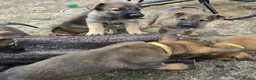 Mixed Breed dogs for sale: Belgium shepherd puppies  - Advert 15