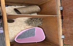 English Lop rabbits for sale: 2x rabbits - Image 3