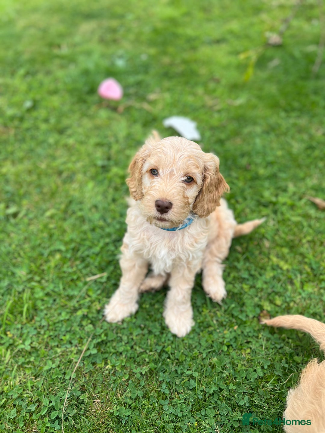 Gallery Image {{count}}