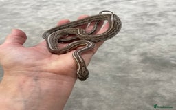 Corn Snake reptiles for sale: 1 Year old Male Corn Snake with Full Set Up - Image 12