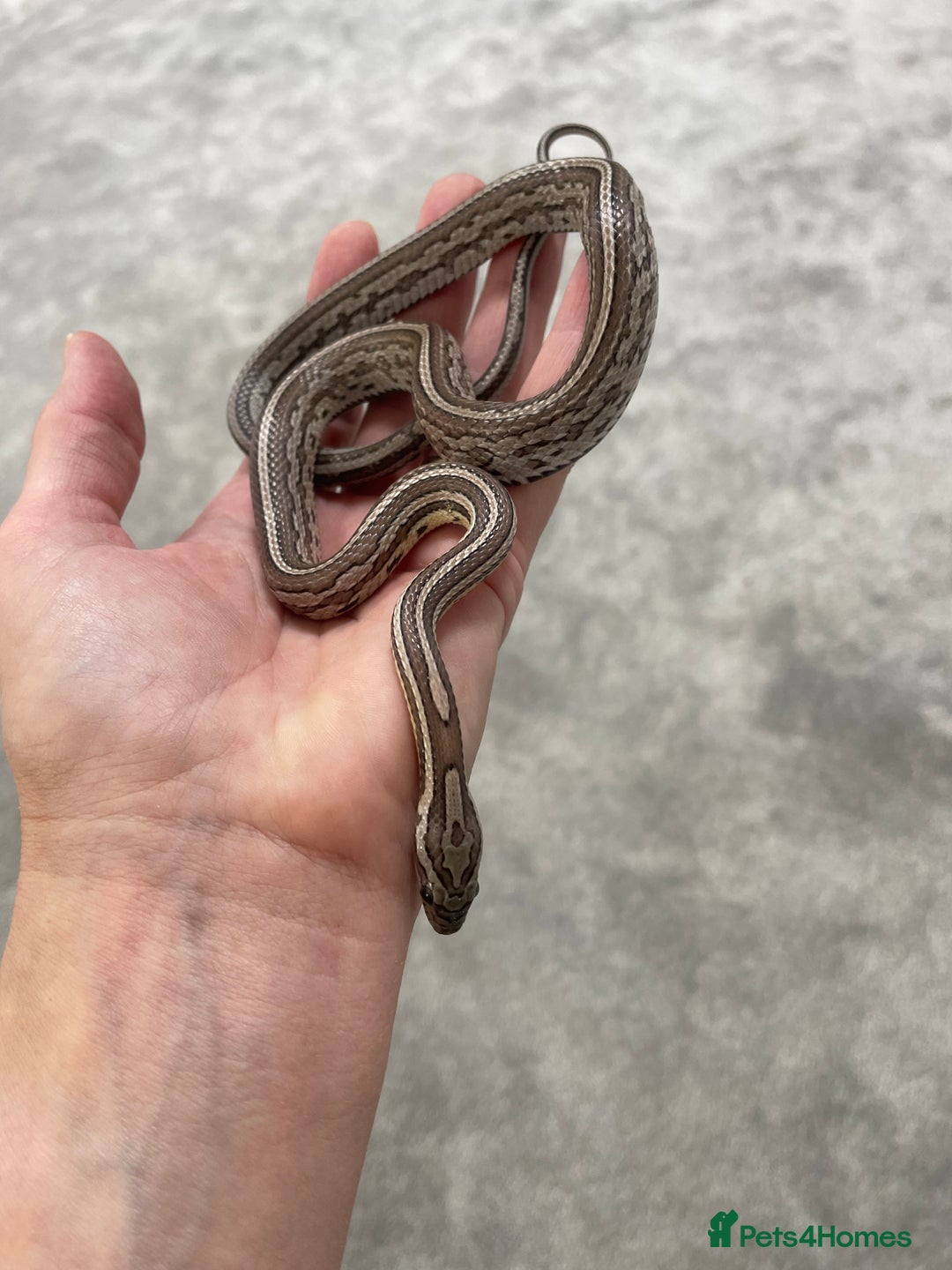Corn Snake reptiles for sale: 1 Year old Male Corn Snake with Full Set Up - Image 12