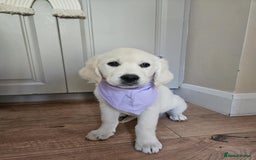 Golden Retriever dogs for sale: Beautiful golden retriever puppies  - Image 5