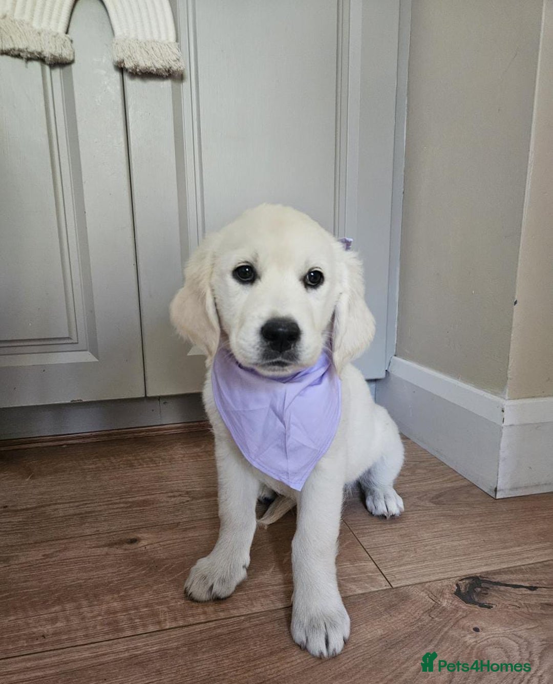 Golden Retriever dogs for sale: Beautiful golden retriever puppies  - Image 5