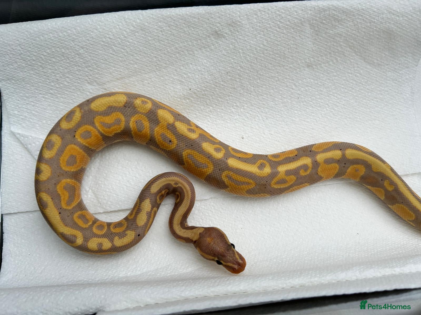 Python Snake reptiles Coral glow het fire ball python - Advert 1