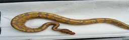 Python Snake reptiles for sale: Coral glow het fire ball python - Advert 1