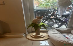 Domestic Shorthair cats for sale: 5 boy kittens for sale - Image 8