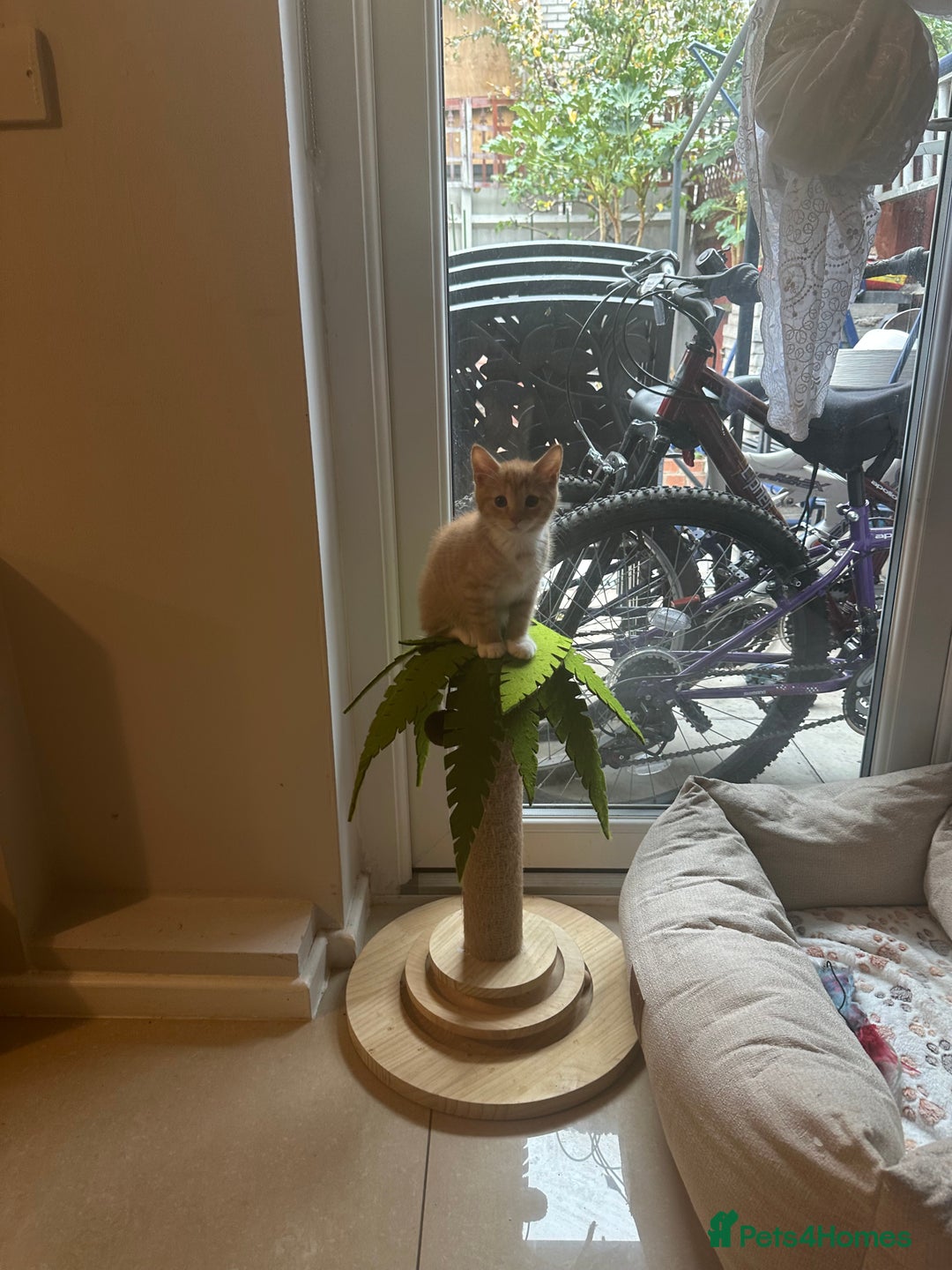 Domestic Shorthair cats for sale: 5 boy kittens for sale - Image 8