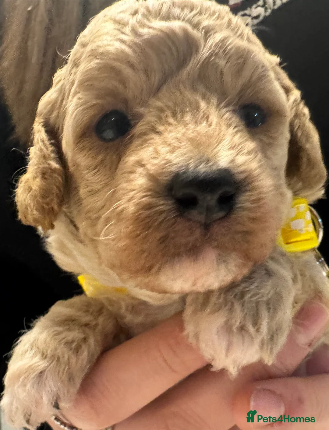 Mixed Breed dogs for sale: Poochon: 87.5% (and 12.5% jack russell) - Advert 13