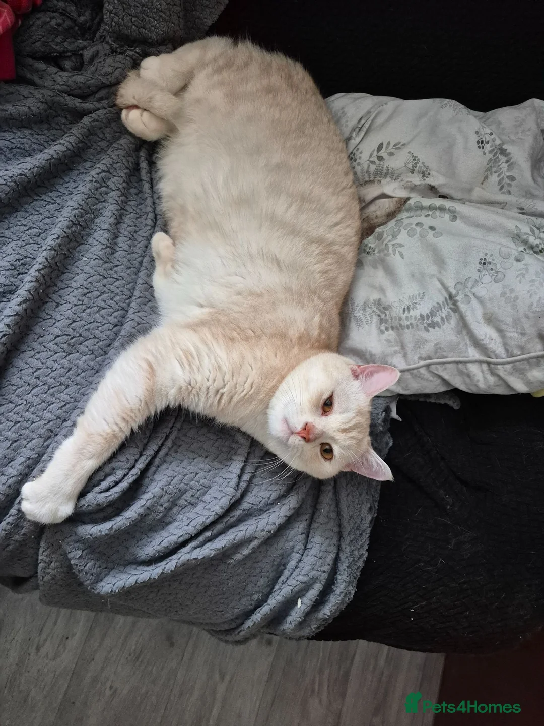 British Shorthair cats for sale: Rehoming due to no fault of his own  - Advert 1