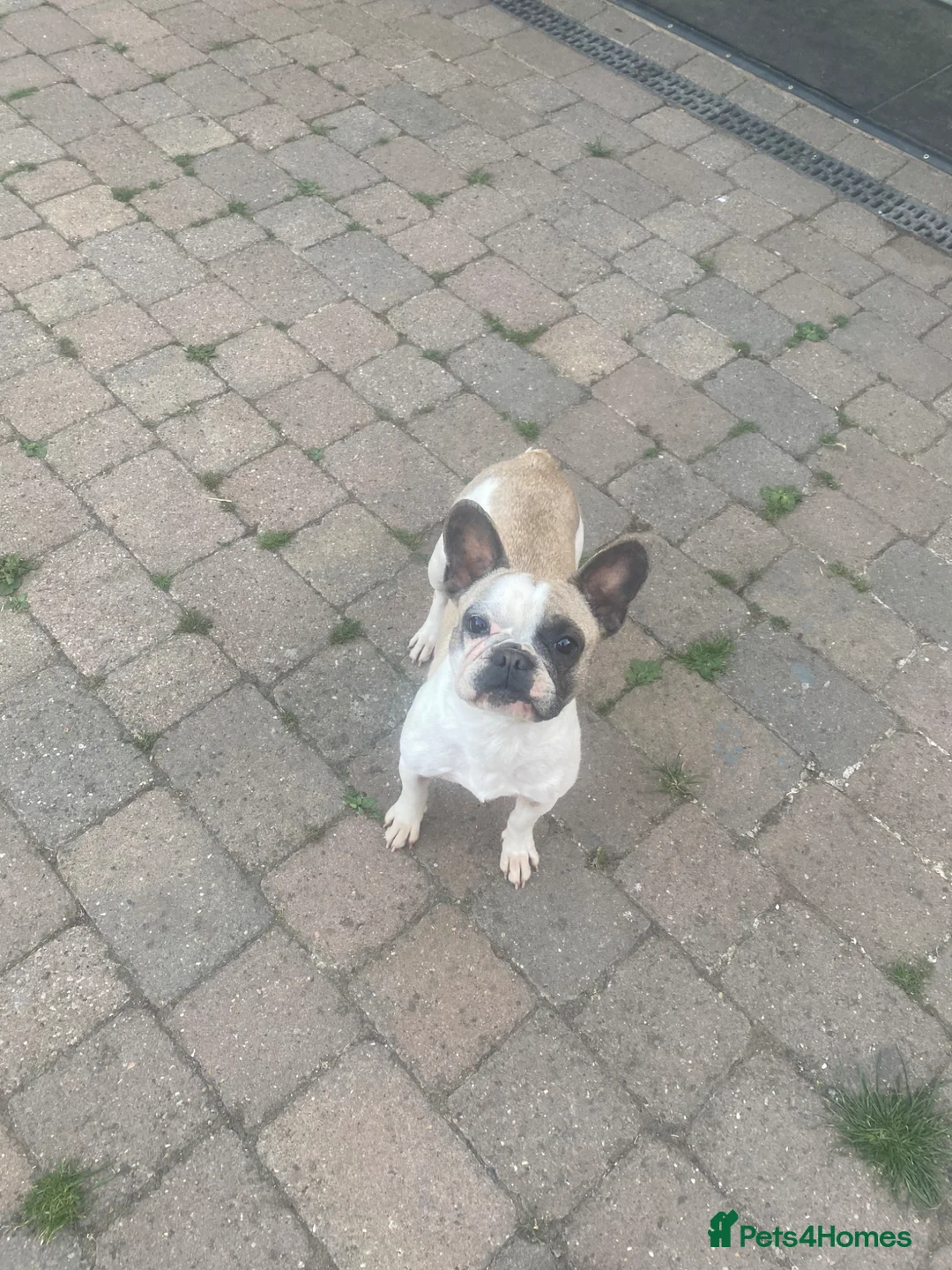 French Bulldog dogs for sale: Female 3 years old French bulldog  - Advert 2