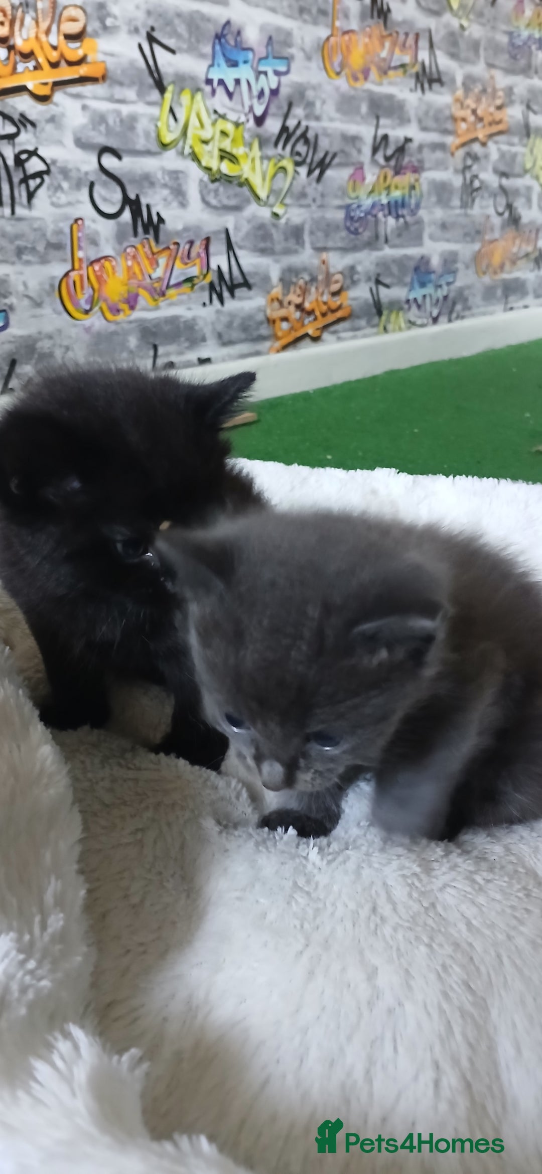 British Shorthair cats for sale: 3 beautiful kittens - Image 6