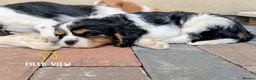 Cavalier King Charles Spaniel dogs for sale: Chocolate carrier Cavaliers, health tested parents - Advert 5