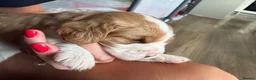 Beaglier dogs for sale: 🐾 Millie’s Beautiful Second & Final Litter 🐾 - Advert 34