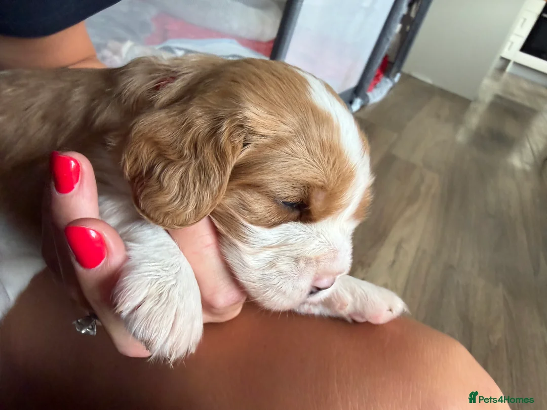 Beaglier dogs for sale: 🐾 Millie’s Beautiful Second & Final Litter 🐾 - Advert 34