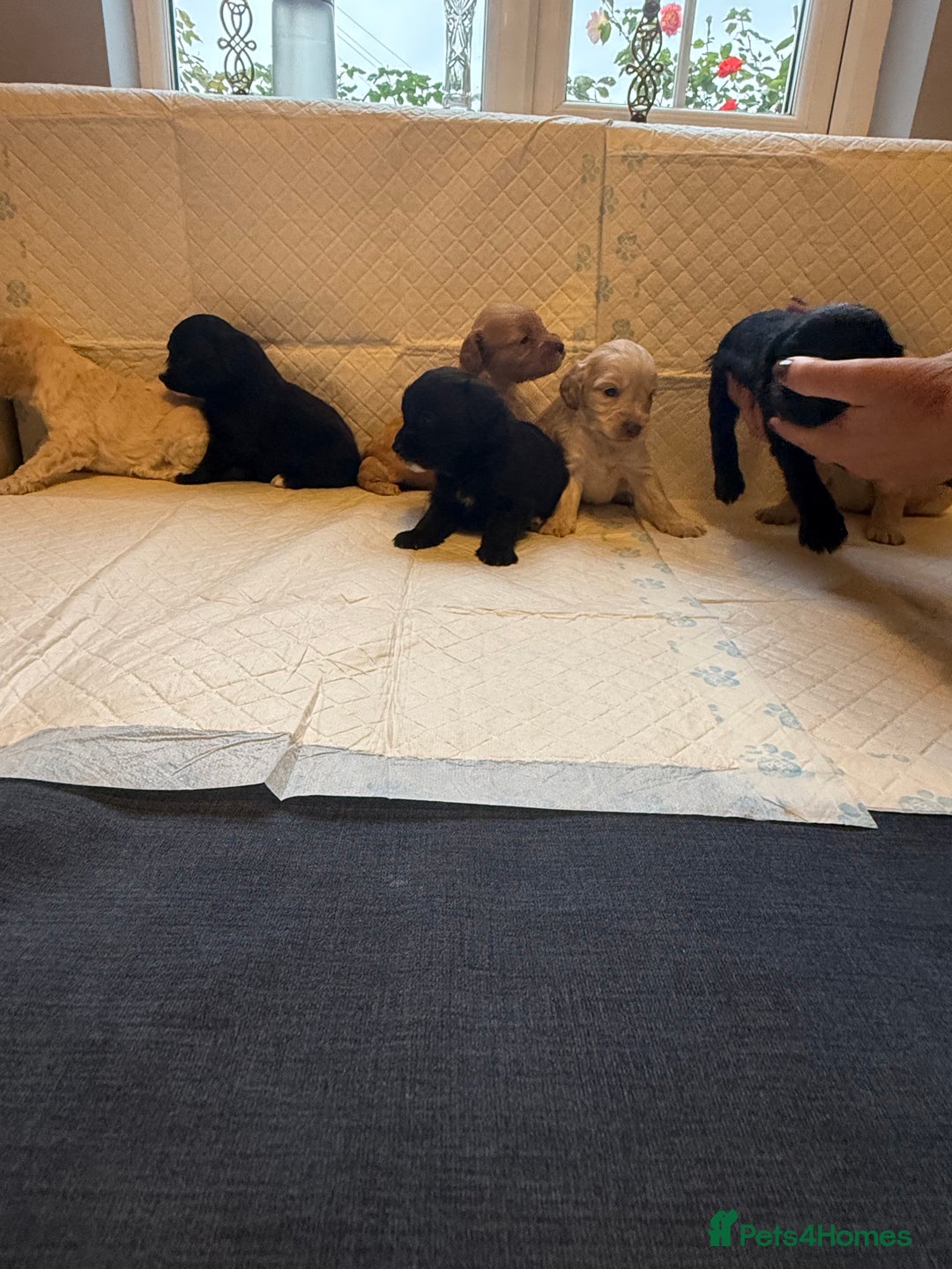 Cockapoo dogs for sale: Cockapoo F2 beautiful puppies  - Image 23