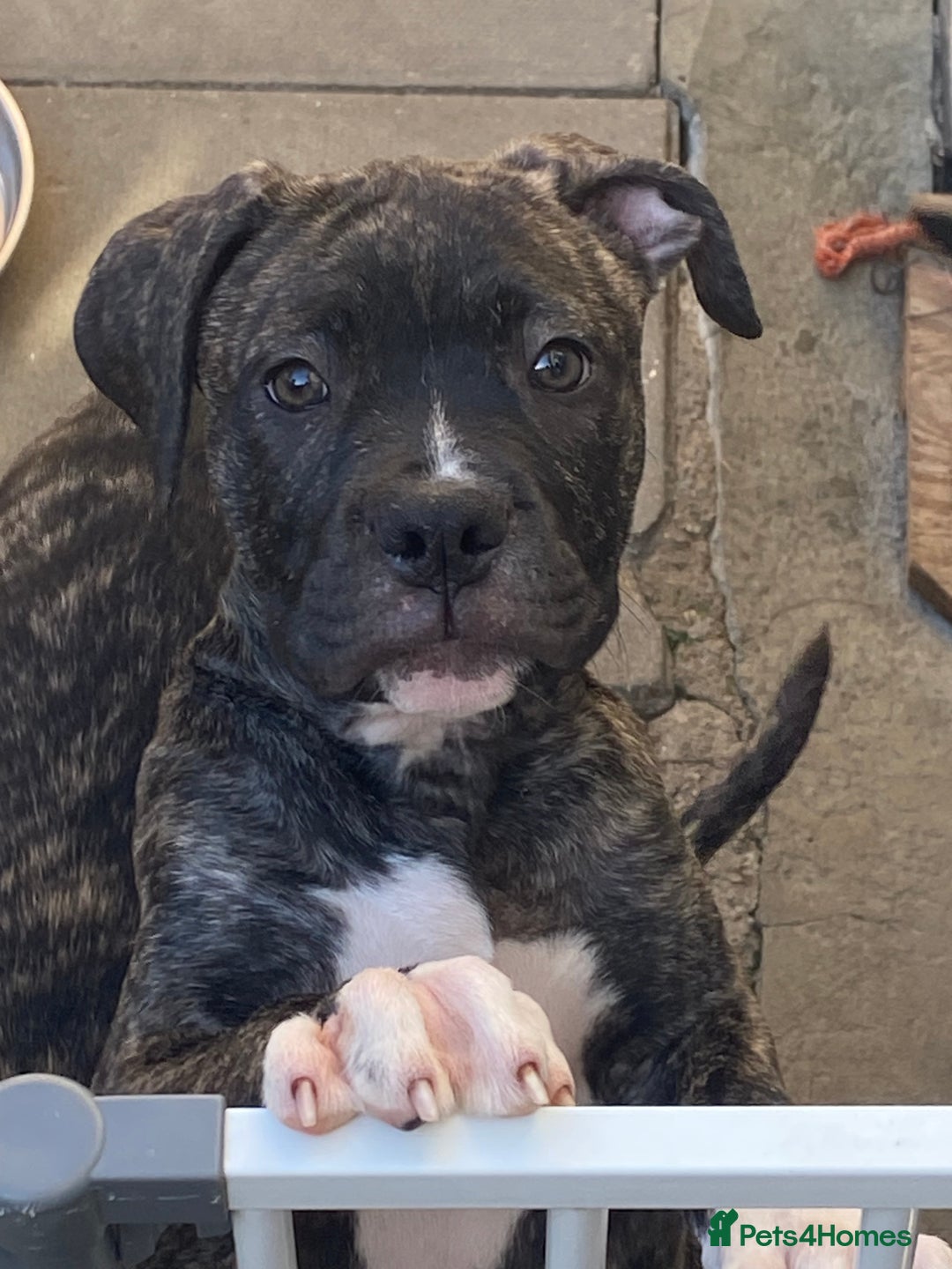 Brindle American Bulldog Pitbull Mix Puppy Bull Mastiff X American
