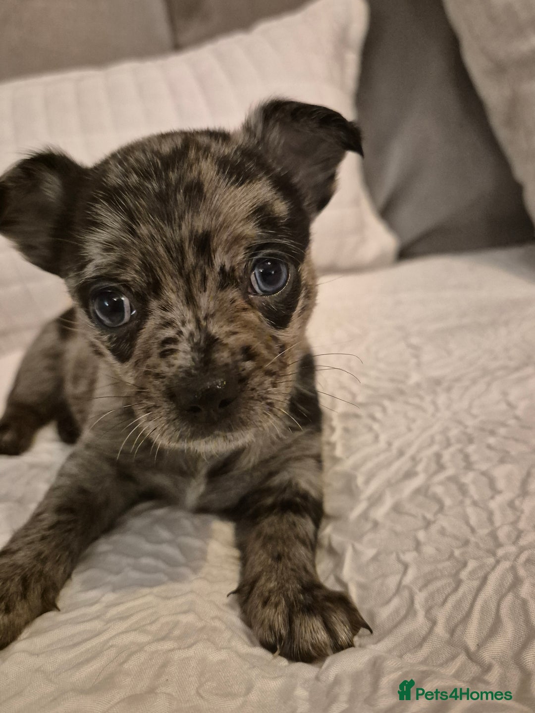 Chihuahua dogs for sale: 4 pure breed chihuahua, 2 merle  2 twins - Advert 6